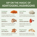 RYZE Mushroom Matcha Starter Kit - 60 Servings, Mushroom Drink Mix Set